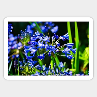 Mystical Blue Flowers & Green/Dark background Sticker